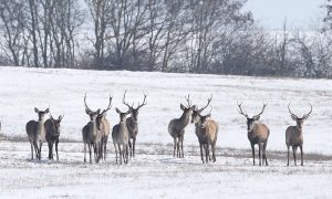 M5 TV – Erdei utakon – Ajánló – 2026/4. adás – 2026.01.25. vasárnap 16:40