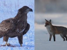 M5 TV – Vadvilág – Hófödte tájon, erdőn, mezőn, víz közelben – 2026/4. adás – 2026.01.25.