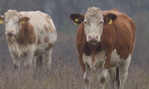 M5 TV – Erdei utakon – 2026/2. adás – 2026.01.11.