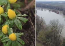 M5 TV – Különlegesség a Szamos mentén – virágzik a Téltemető – 2026/8. adás – 2026.02.22.