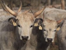 M5 TV – Téli költözés – szürke marhák Csopakon – 2026/7. adás – 2026.02.15.