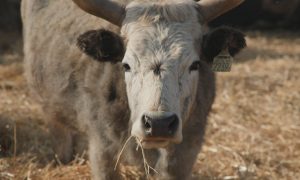 M5 TV – Erdei utakon – 2026/10. adás – 2026.03.08.