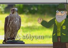 M5 TV – Erdő Ernő bácsi meséi – A sólyom – 2026/14. adás – 2026.04.05.
