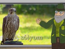 M5 TV – Erdő Ernő bácsi meséi – A sólyom – 2026/14. adás – 2026.04.05.