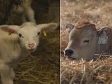 M5 TV – Magyar örökségünk – génmegőrzés a Hortobágyon – 2026/10. adás – 2026.03.08.