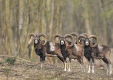 M5 TV – Erdei utakon – Ajánló – 2026/12. adás – 2026.03.22. vasárnap 16:45