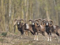 M5 TV – Erdei utakon – Ajánló – 2026/12. adás – 2026.03.22. vasárnap 16:45