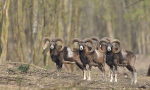 M5 TV – Erdei utakon – Ajánló – 2026/12. adás – 2026.03.22. vasárnap 16:45