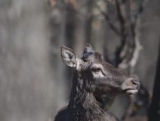 M5 TV – Tavaszi kirándulás – mire figyeljünk agancshullajtás idején? – 2026/12. adás – 2026.03.22.