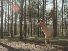 M5 TV – Látogatás a Vácdukai Vadasparkban – 2026/13. adás – 2026.03.29.