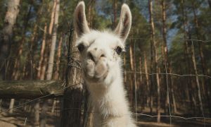 M5 TV – Erdei utakon – 2026/13. adás – 2026.03.29.