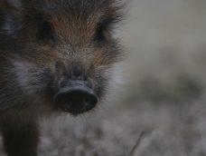 M5 TV – Erdei utakon – Ajánló – 2026/10. adás – 2026.03.08. vasárnap 16:40