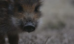 M5 TV – Erdei utakon – Ajánló – 2026/10. adás – 2026.03.08. vasárnap 16:40