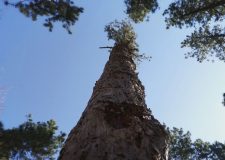 M5 TV – Nemzeti Kincsünk az Erdő – Ős- és idegenhonos fák erdeinkben – 2026/15. adás – 2026.04.12.