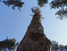 M5 TV – Nemzeti Kincsünk az Erdő – Ős- és idegenhonos fák erdeinkben – 2026/15. adás – 2026.04.12.