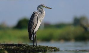 M5 TV – Erdei utakon – Ajánló – 2026/18. adás – 2026.05.03. vasárnap 16:45