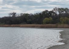 M5 TV – Erdőregenerációs program indul a tatai Öreg-tó térségében – 2026/15. adás – 2026.04.12.