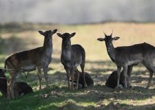 M5 TV – Vadvilág – Áprilisi tájak, tavaszi hangulat – 2026/15. adás – 2026.04.12.