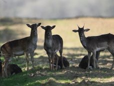 M5 TV – Vadvilág – Áprilisi tájak, tavaszi hangulat – 2026/15. adás – 2026.04.12.