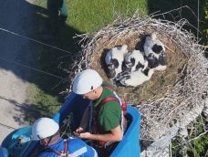 M5 TV – Gólyagyűrűzés Tiszaalpáron – 2026/26. adás – 2026.06.28.