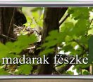 M5 TV – Erdő Ernő bácsi meséi – A madarak fészke – 2026/35. adás – 2026.08.30.