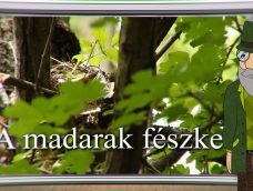 M5 TV – Erdő Ernő bácsi meséi – A madarak fészke – 2026/35. adás – 2026.08.30.