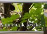 M5 TV – Erdő Ernő bácsi meséi – A madarak fészke – 2026/35. adás – 2026.08.30.