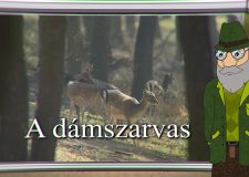 M5 TV – Erdő Ernő bácsi meséi – A dámszarvas  – 2026/41. adás – 2026.10.11.